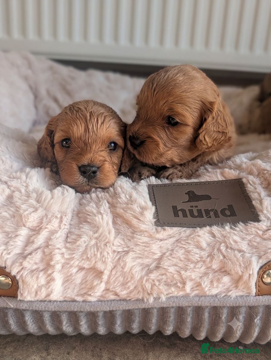 Cavapoo dogs 🌟 F1 Cavapoo Puppies –  Health Tested Parents - Advert 2
