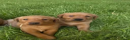 Labrador Retriever dogs for sale: Kc reg ftch Labrador puppies - Advert 6