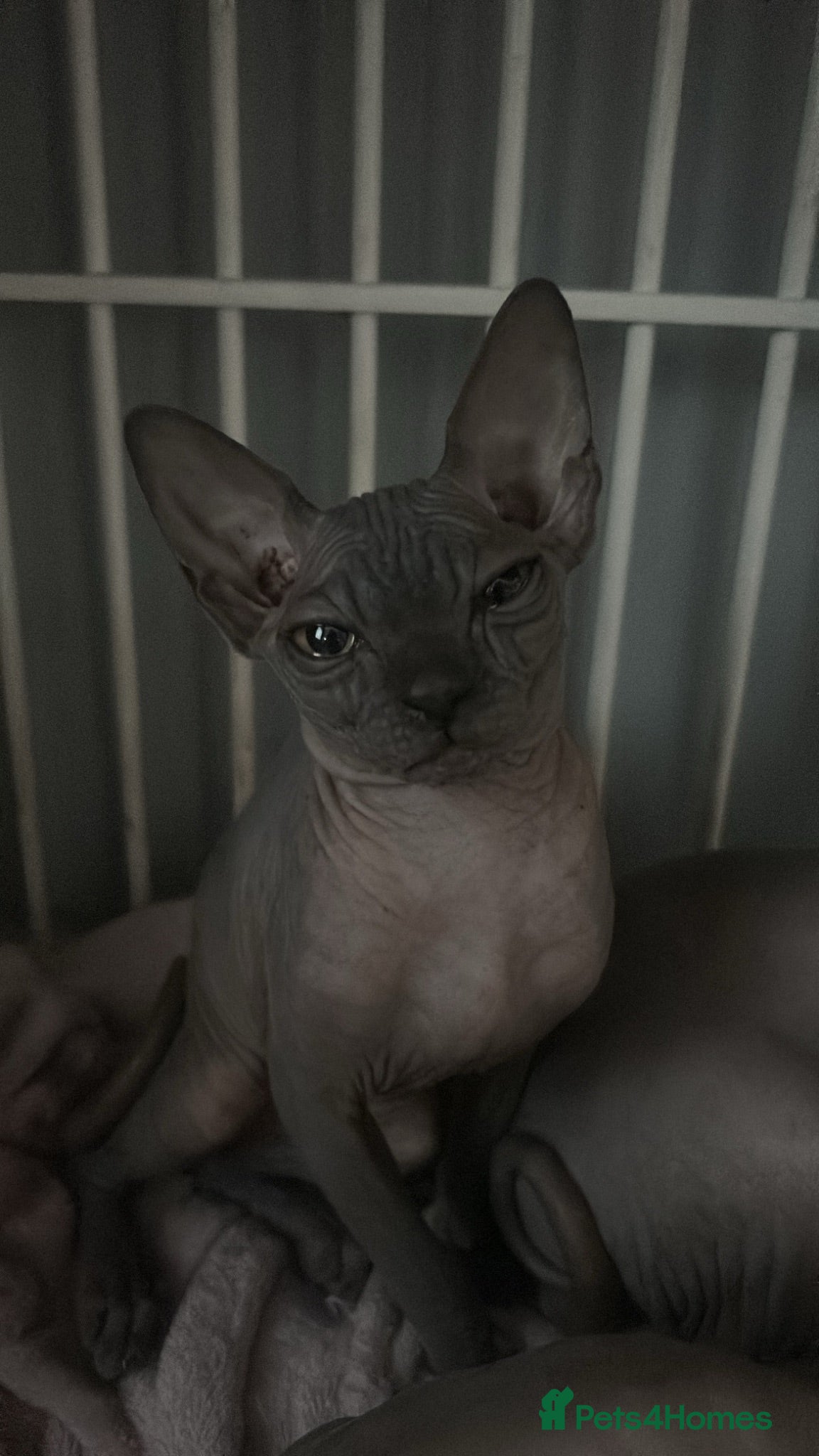 Sphynx cats Beautiful Sphynx Kitten - Friendly - Advert 9