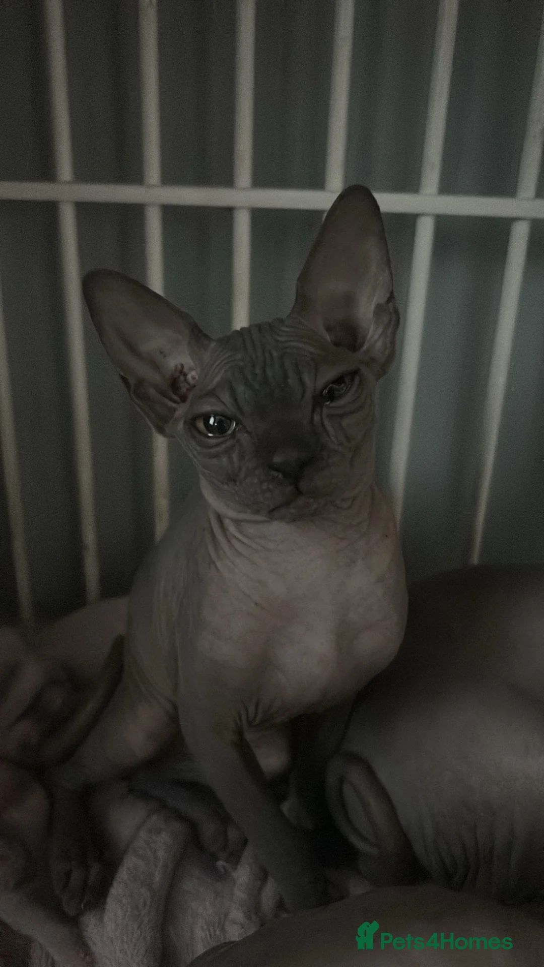 Sphynx cats for sale: Beautiful Sphynx Kitten - Friendly - Advert 1