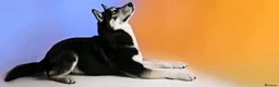 Siberian Husky dogs for stud: Husky Stud  - Advert 15
