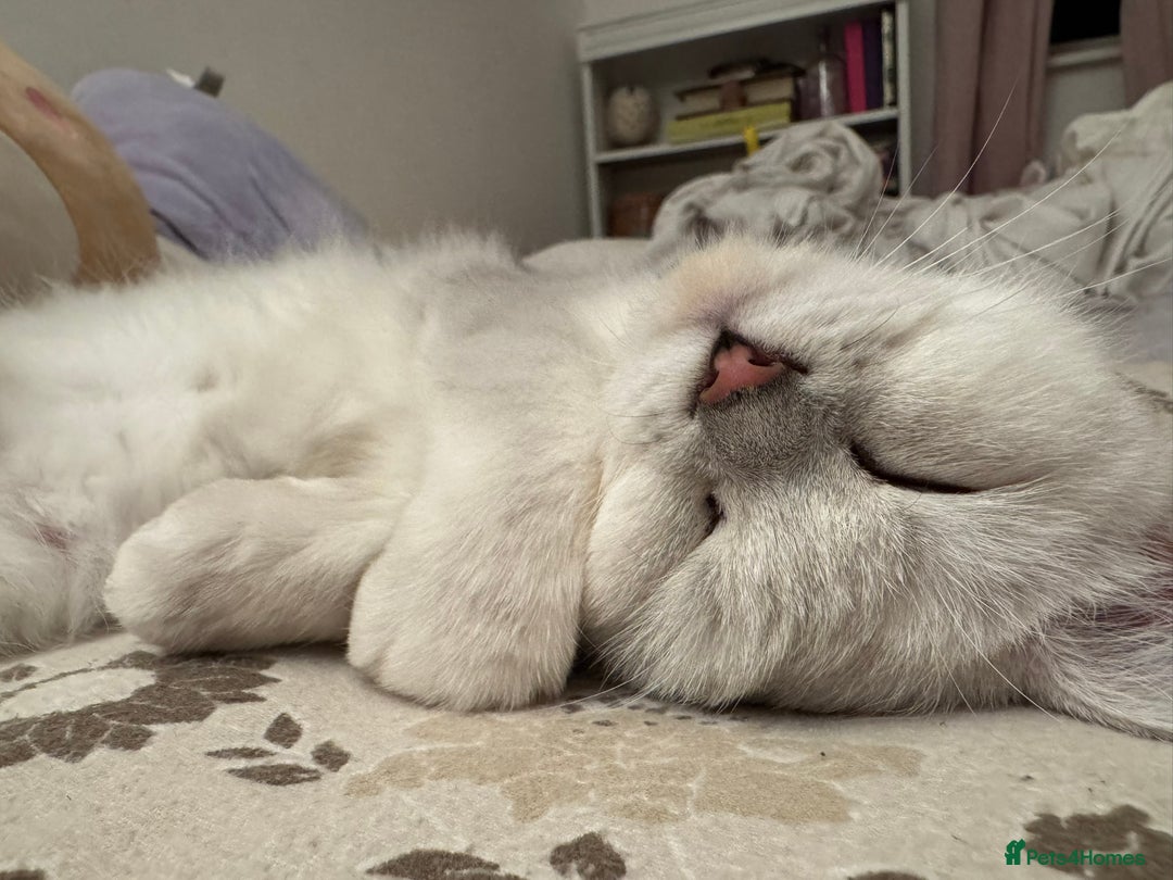 British Shorthair cats for sale: Champion Line Registered Chinchilla British sh - Advert 4