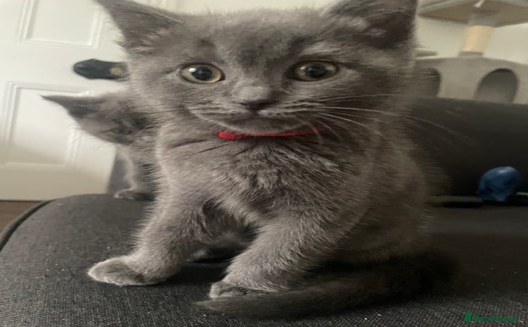 British Shorthair cats - Advert 4