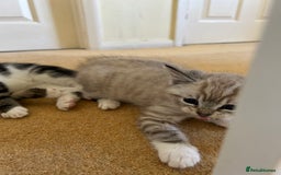 Mixed Breed cats for sale: Stunning kittens for sale  - Image 5