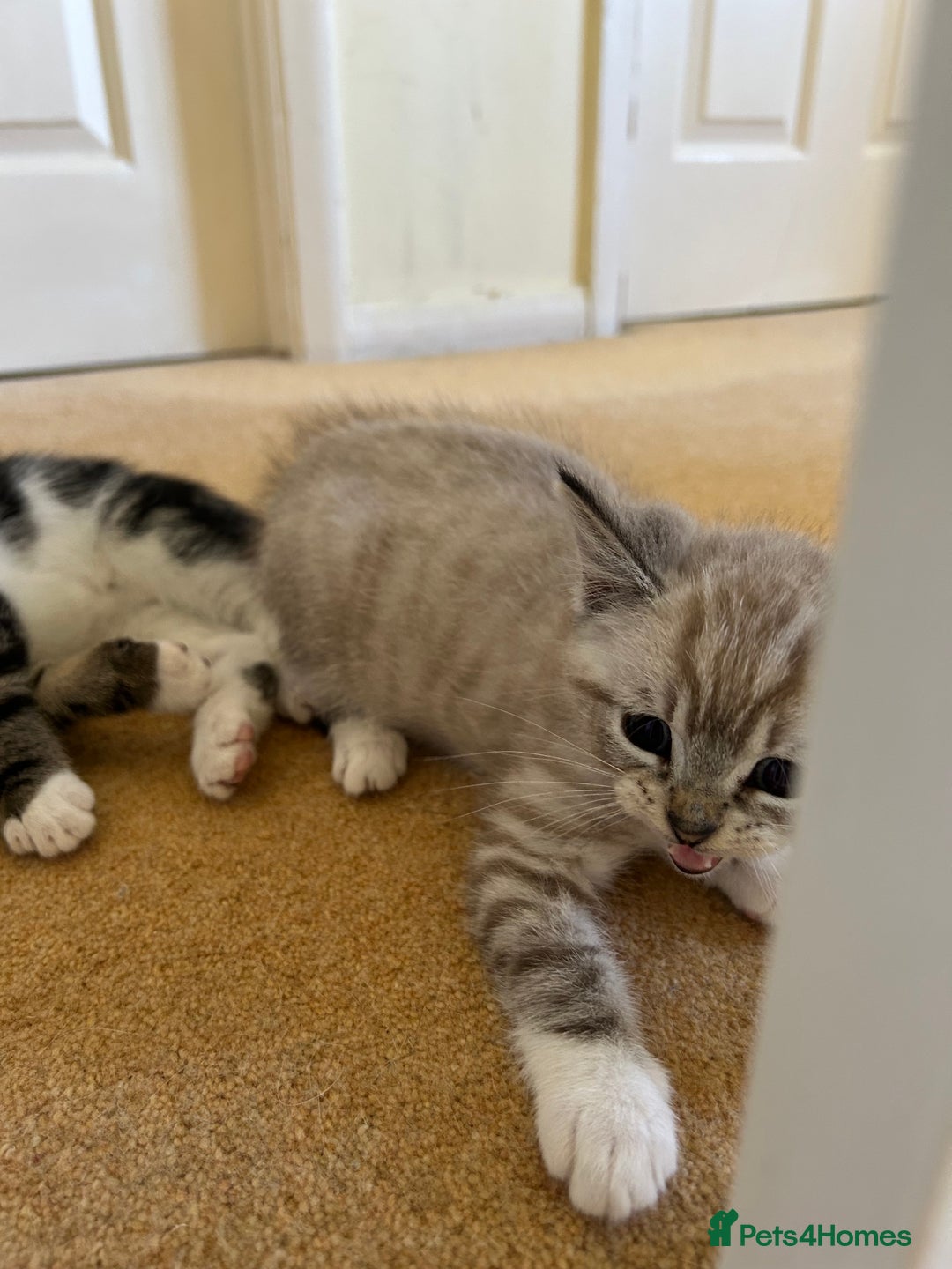 Mixed Breed cats for sale: Stunning kittens for sale  - Image 5
