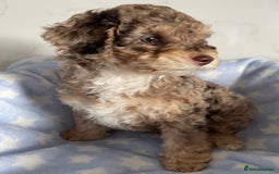 Cockapoo dogs for sale: Unique & stunning full DNA tested Cockapoo puppies - Image 7