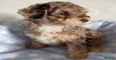 Cockapoo dogs - Advert 5