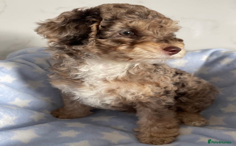 Cockapoo dogs - Advert 15