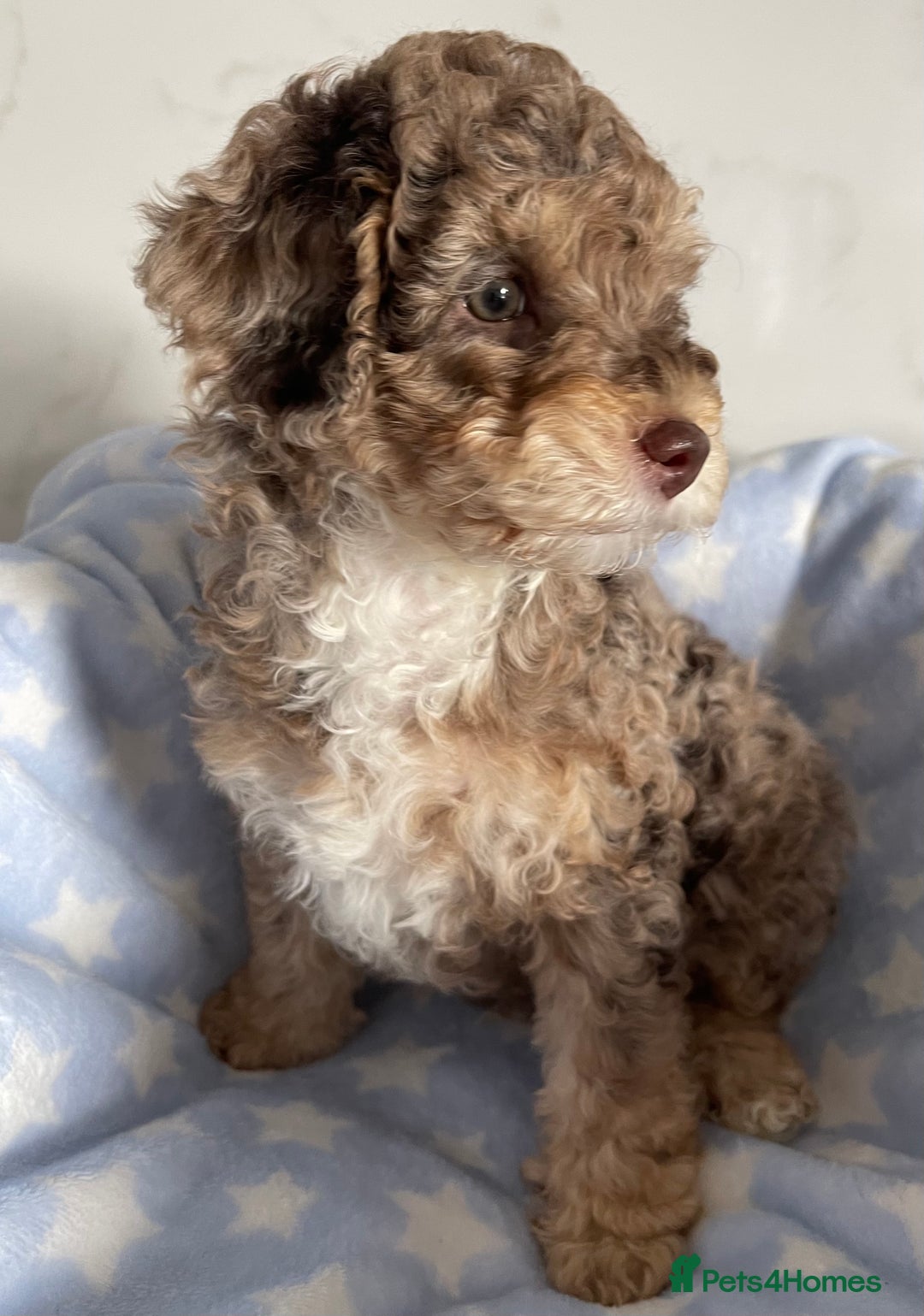 Cockapoo dogs for sale: Unique & stunning full DNA tested Cockapoo puppies - Image 7