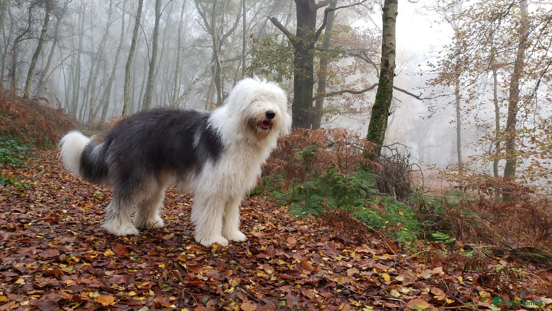Old English Sheepdog dogs for sale: Old English Sheepdog Puppies  - Image 5
