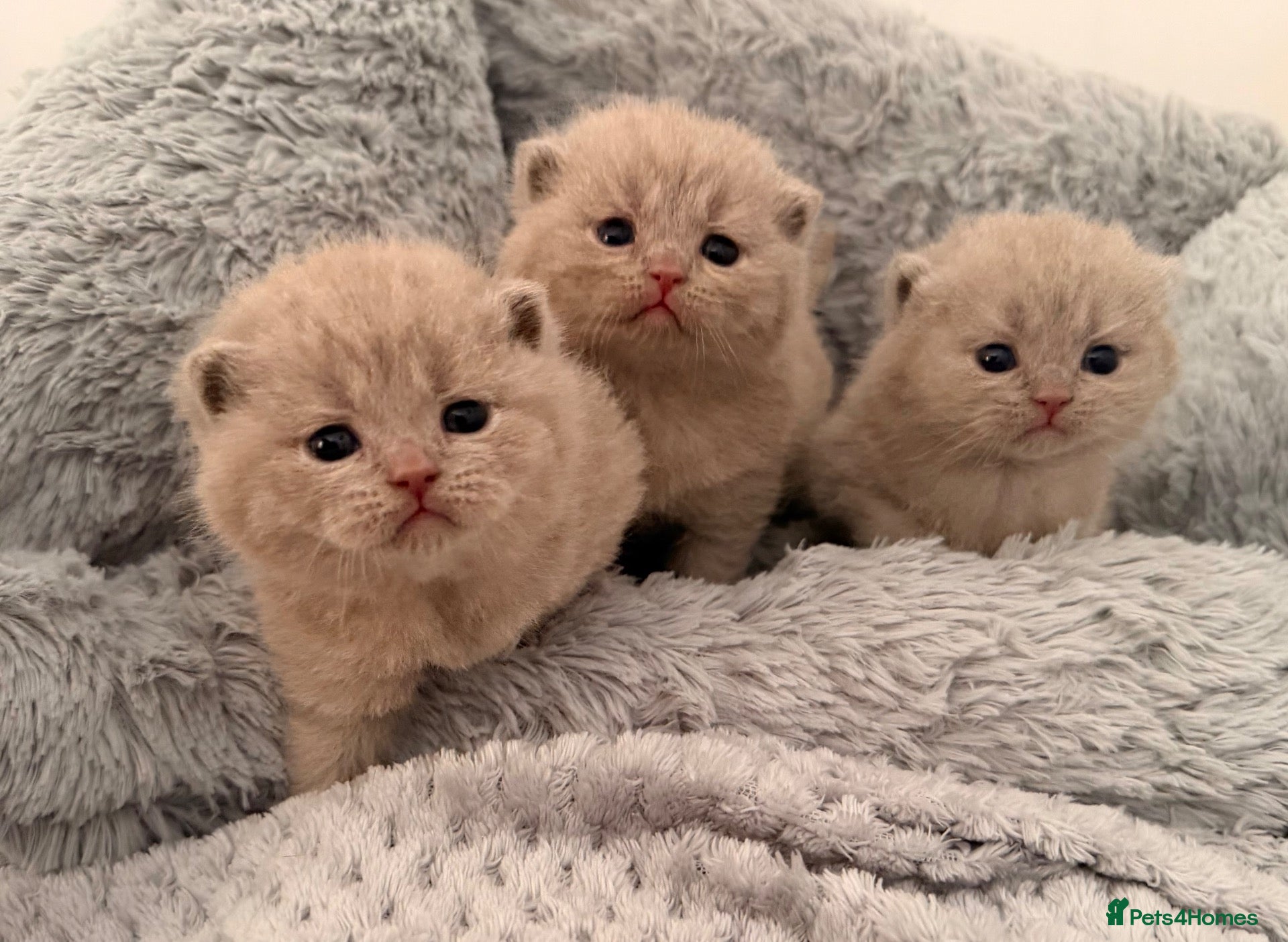 British Shorthair cats GCCF registered Lilac Kittens  - Advert 13