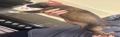 Saluki 1