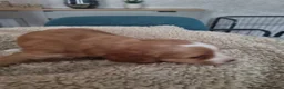 Cockapoo dogs for sale: Beautiful family cockerpoo puppies 2 girls left - Advert 6