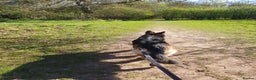 German Shepherd dogs for sale: Astra - Advert 3