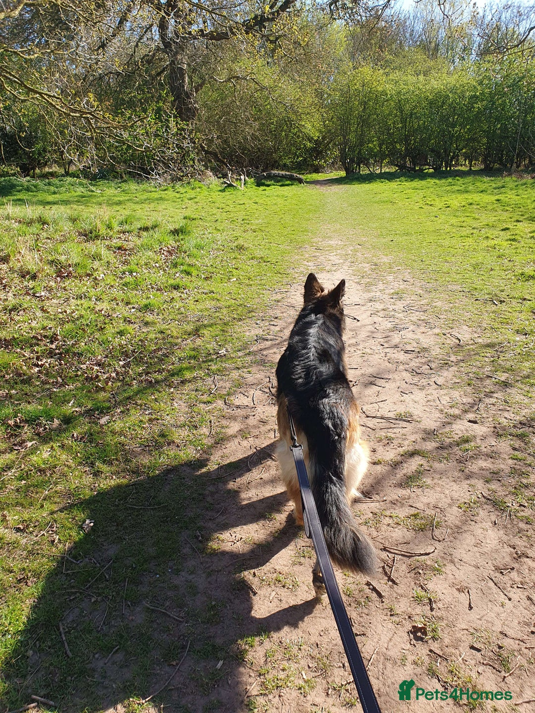 German Shepherd dogs for sale: Astra - Advert 3