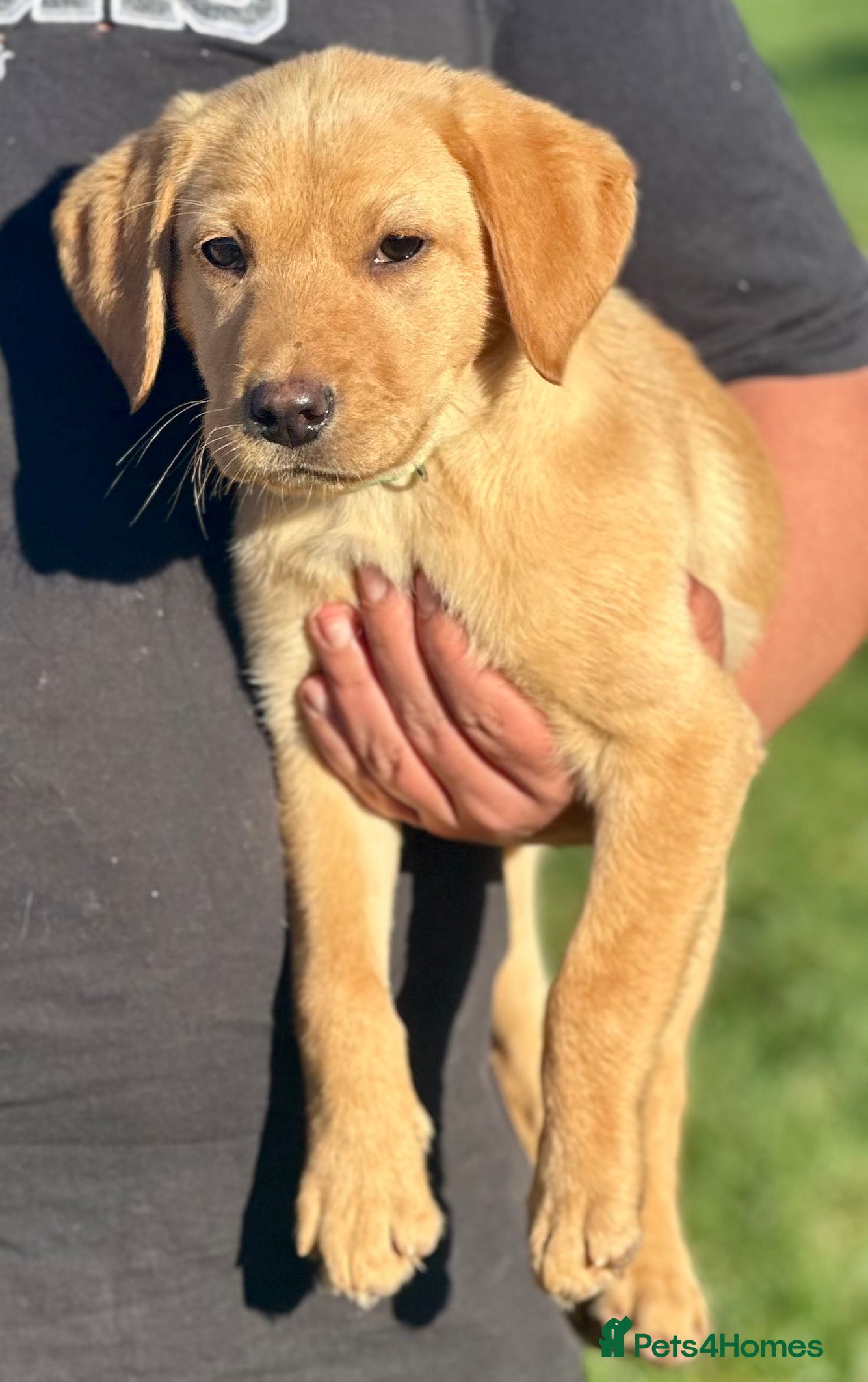 Labrador Retriever dogs for sale: RKC REG’D FEMALE ONLY GOLDEN YELLOW LAB PUPS - Advert 2
