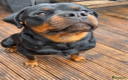 Rottweiler dogs for stud: Rottweiler stud  in Clydebank - Image 2