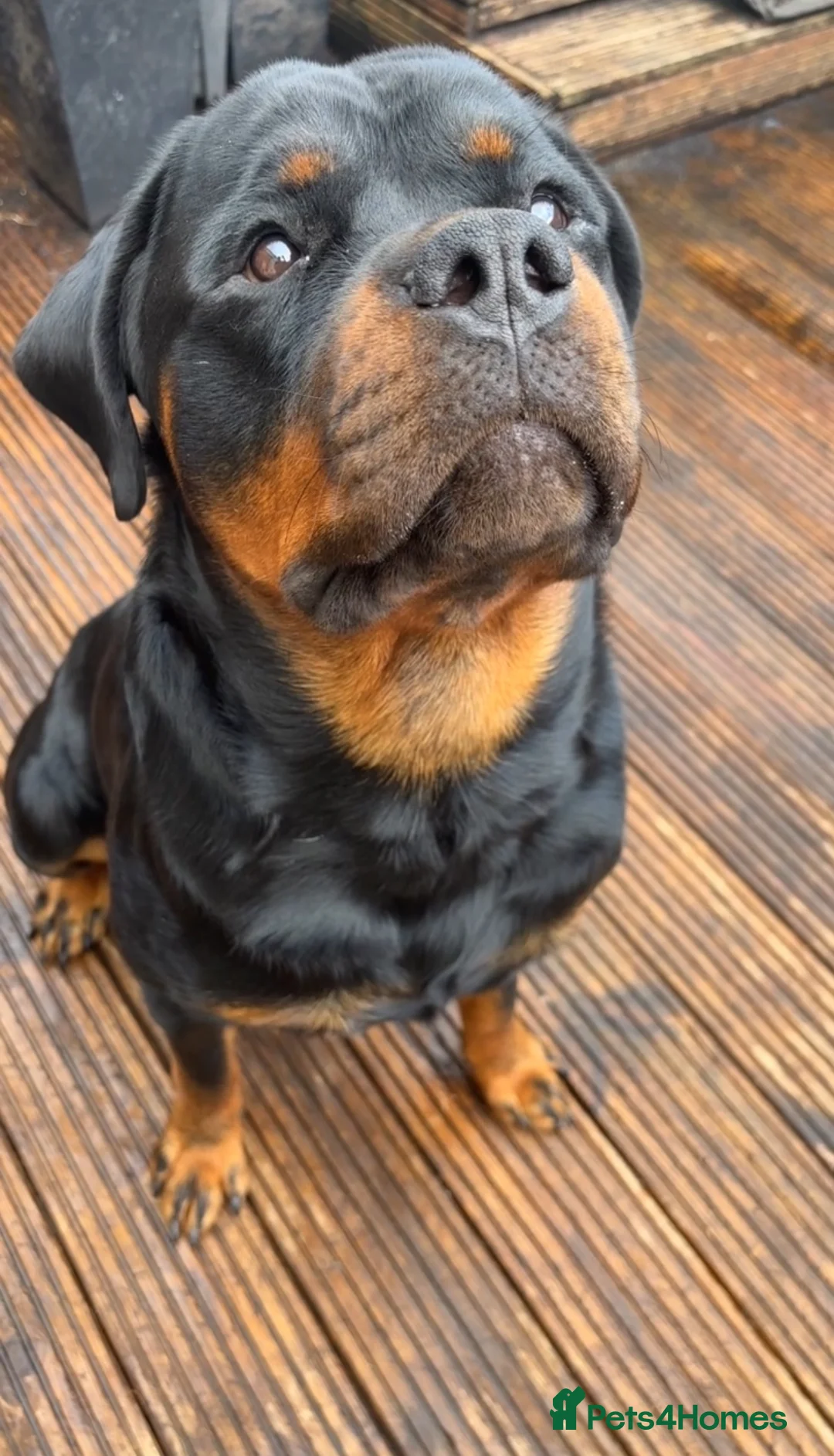 Rottweiler dogs for stud: Proven Health Tested Rottweiler stud  in Clydebank - Advert 2