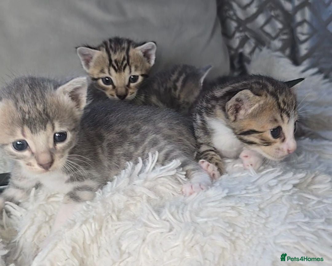 Bengal cats 🐾 Show-Stopping Savannah x Bengal  🐆 2 left - Advert 2