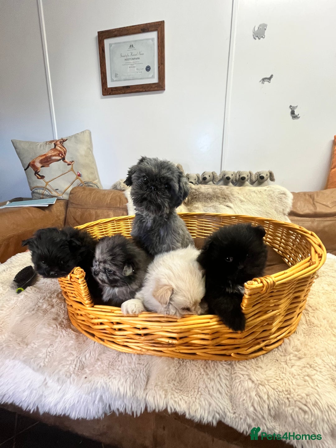 Mixed Breed dogs for sale: stunning fluffy Pomshi - Advert 5