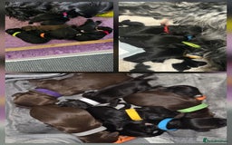 Cocker Spaniel dogs for stud: Working cocker at studs in Ashford - Image 4