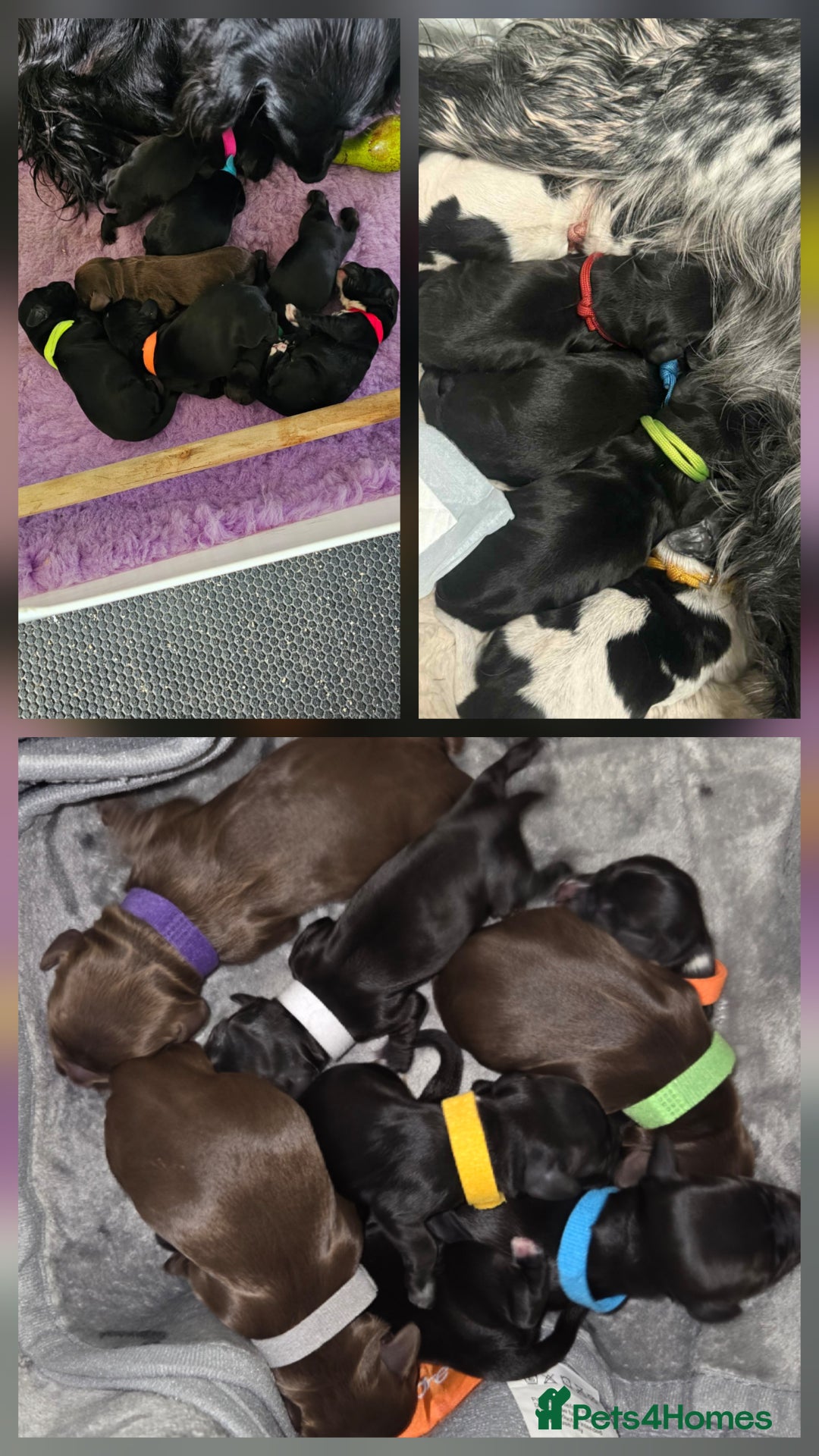 Cocker Spaniel dogs for stud: Working cocker at studs in Ashford - Image 4