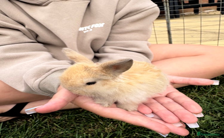 Mini Lop rabbits - Advert 6