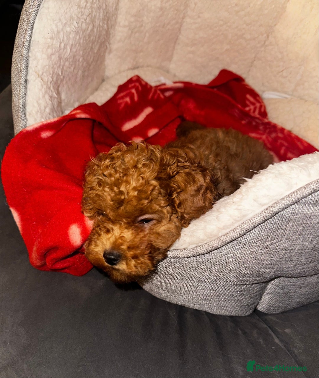 Toy Poodle dogs for sale: ❤️ Tiny Fluffy Red Toy Poodle ❤️ - Advert 9