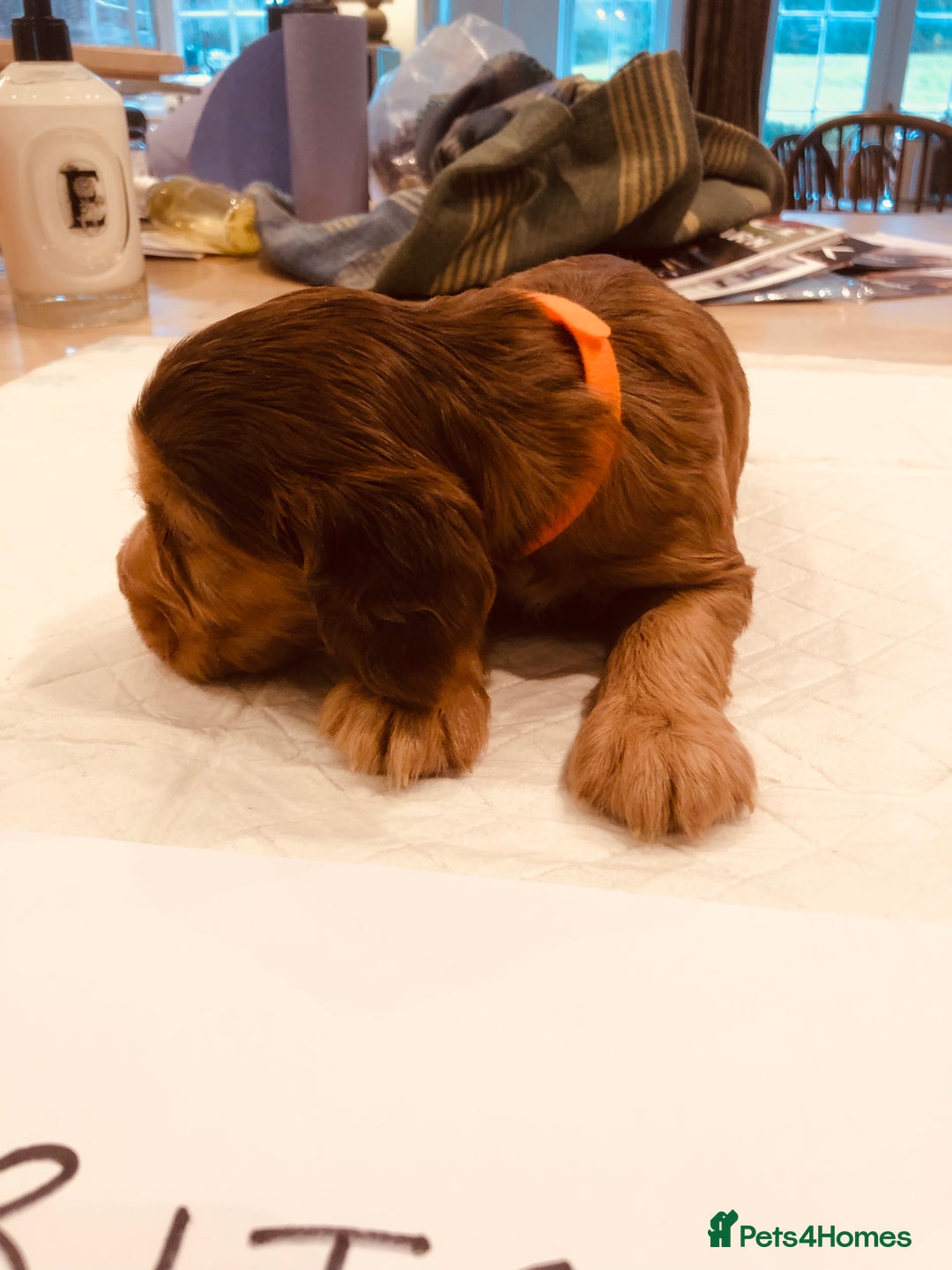 Cocker Spaniel dogs for sale: GORGEOUS COCKER SPANIEL PUPPIES - Advert 9