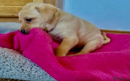 Labrador Retriever dogs for sale: Labrador puppies kennel Club registered - Image 12