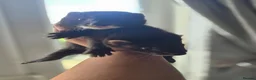 Ferret rodents for sale: 2 beautiful self black Ferret Kits - Advert 15
