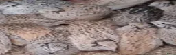 Quail poultry for sale: Fertile eggs jumbo coturnix quails  - Advert 5