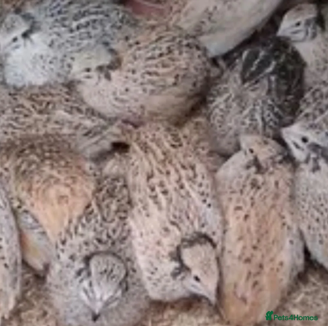 Quail poultry for sale: Fertile eggs jumbo coturnix quails  - Advert 5