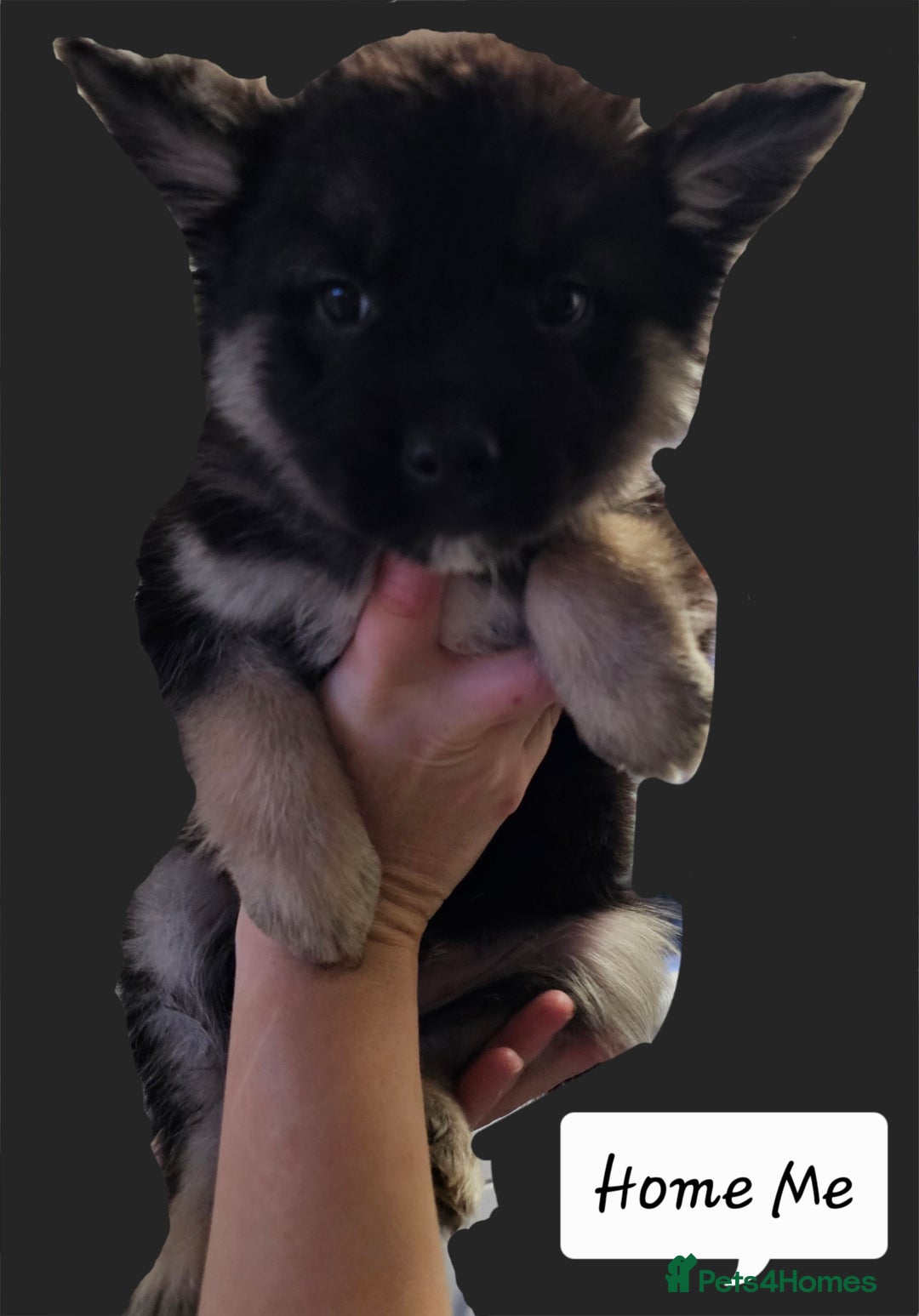 Mixed Breed dogs for sale: FRENSKY - French bulldog  - Advert 6