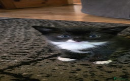 Mixed Breed cats for sale: 3 kittens looking for their forever homes.  - Image 7