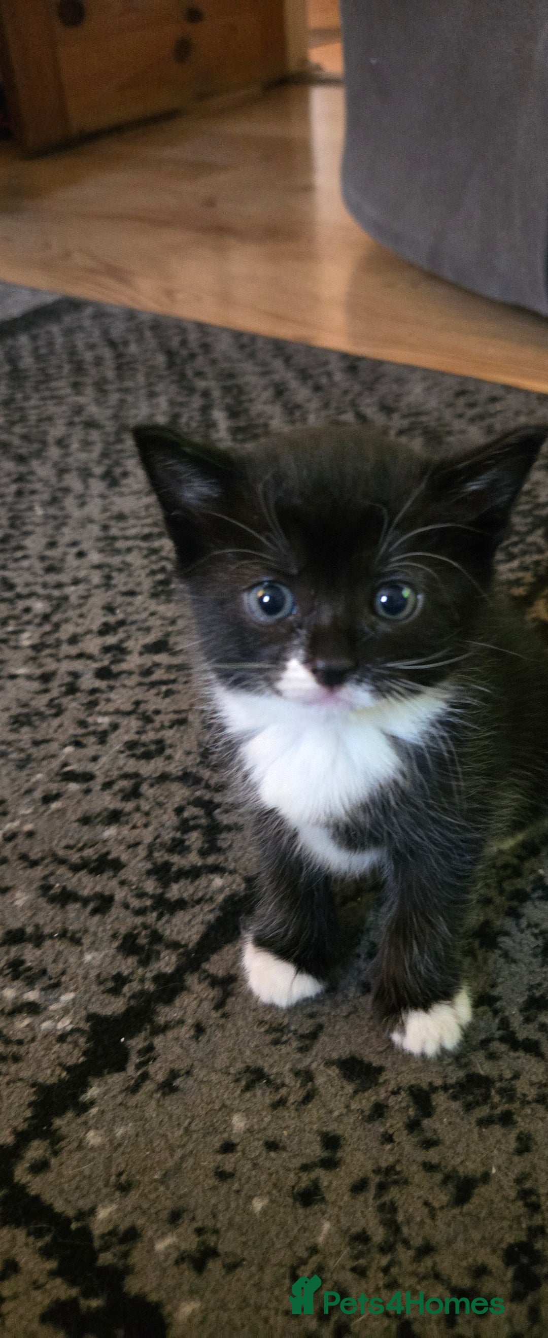 Mixed Breed cats for sale: 3 kittens looking for their forever homes.  - Image 7