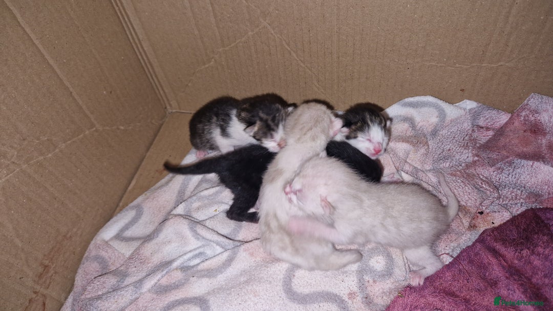 Bengal cats for sale: 4 bengal cross tabby kittens  - Image 24