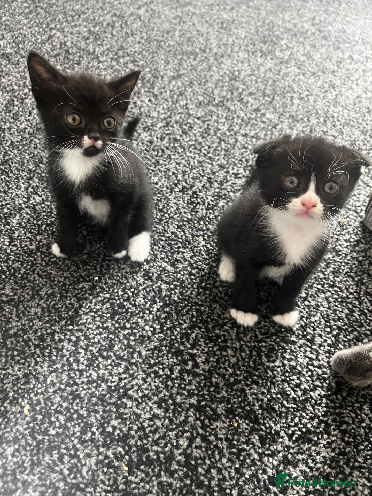 Scottish Fold cats 2 Scottish fold kittens - Advert 15