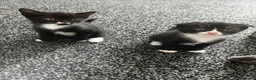 Scottish Fold cats for sale: 2 Scottish fold kittens in London - Advert 1