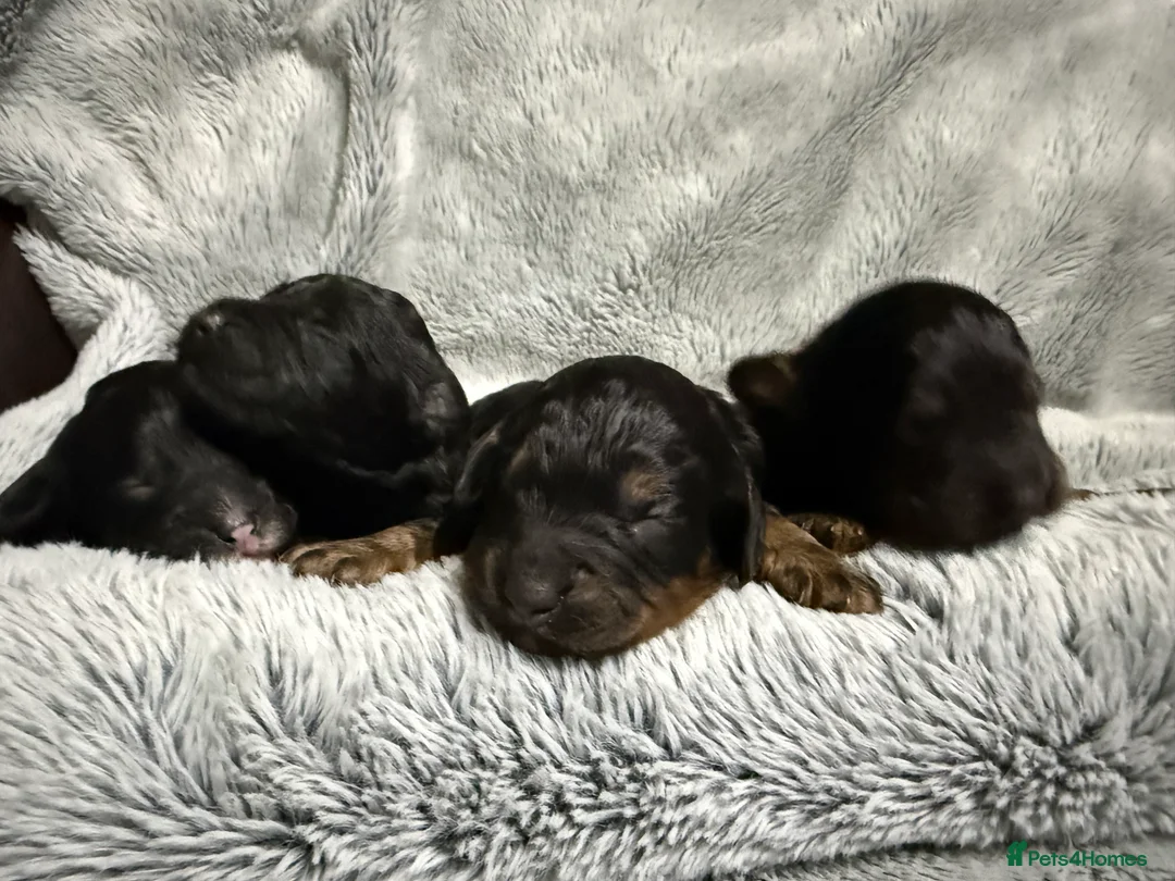 Cockapoo dogs for sale: Toy Cockapoos- KC & health tested parents  - Advert 7
