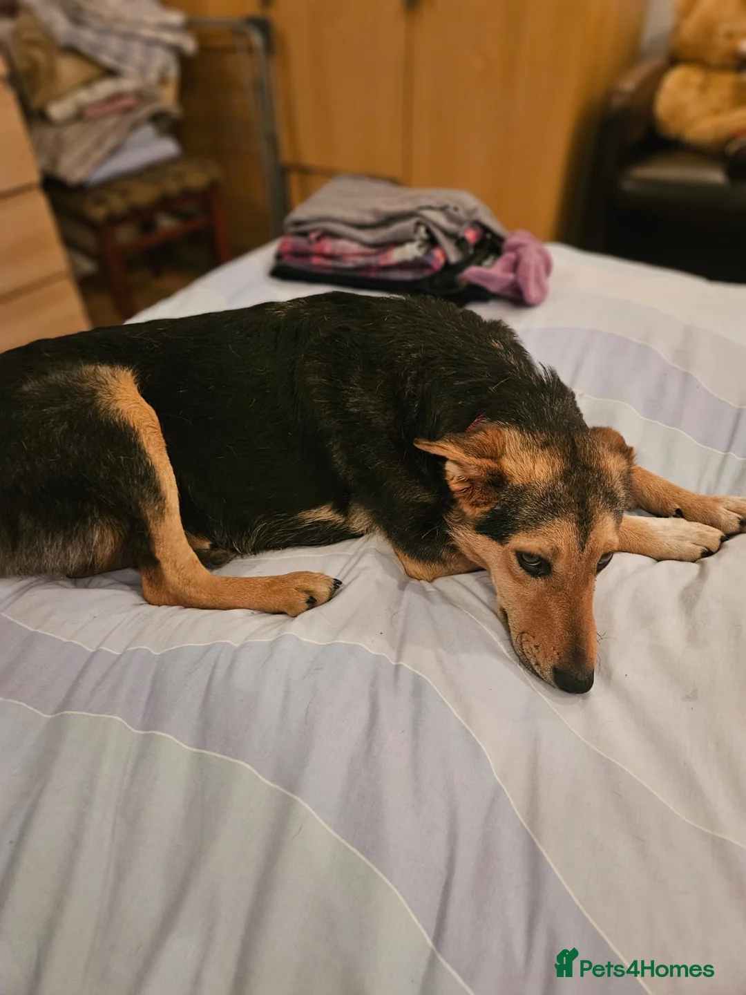 Mixed Breed dogs for adoption: 🐾 Meet Larisa - a gentle girl for a Loving Home💛 - Advert 23