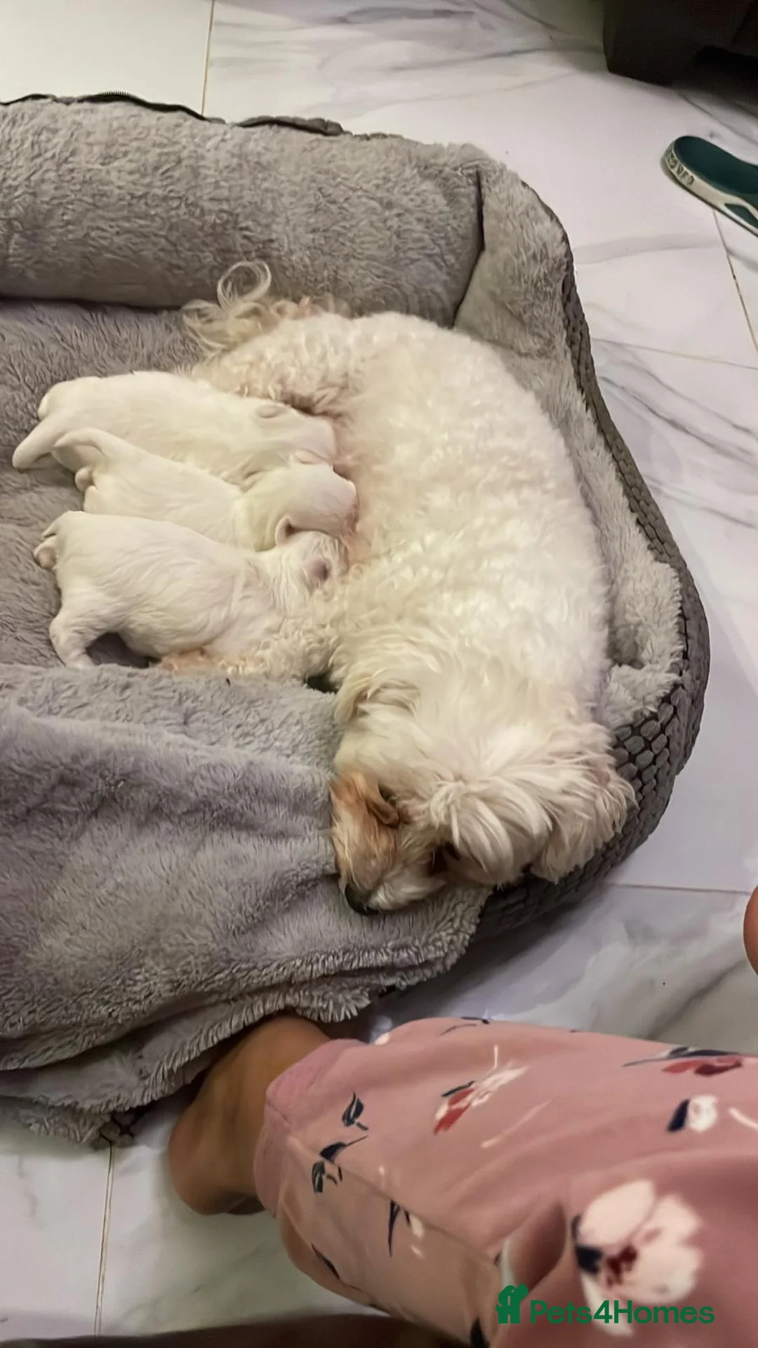 Bichon Frise dogs for sale: bichon frise - Advert 4