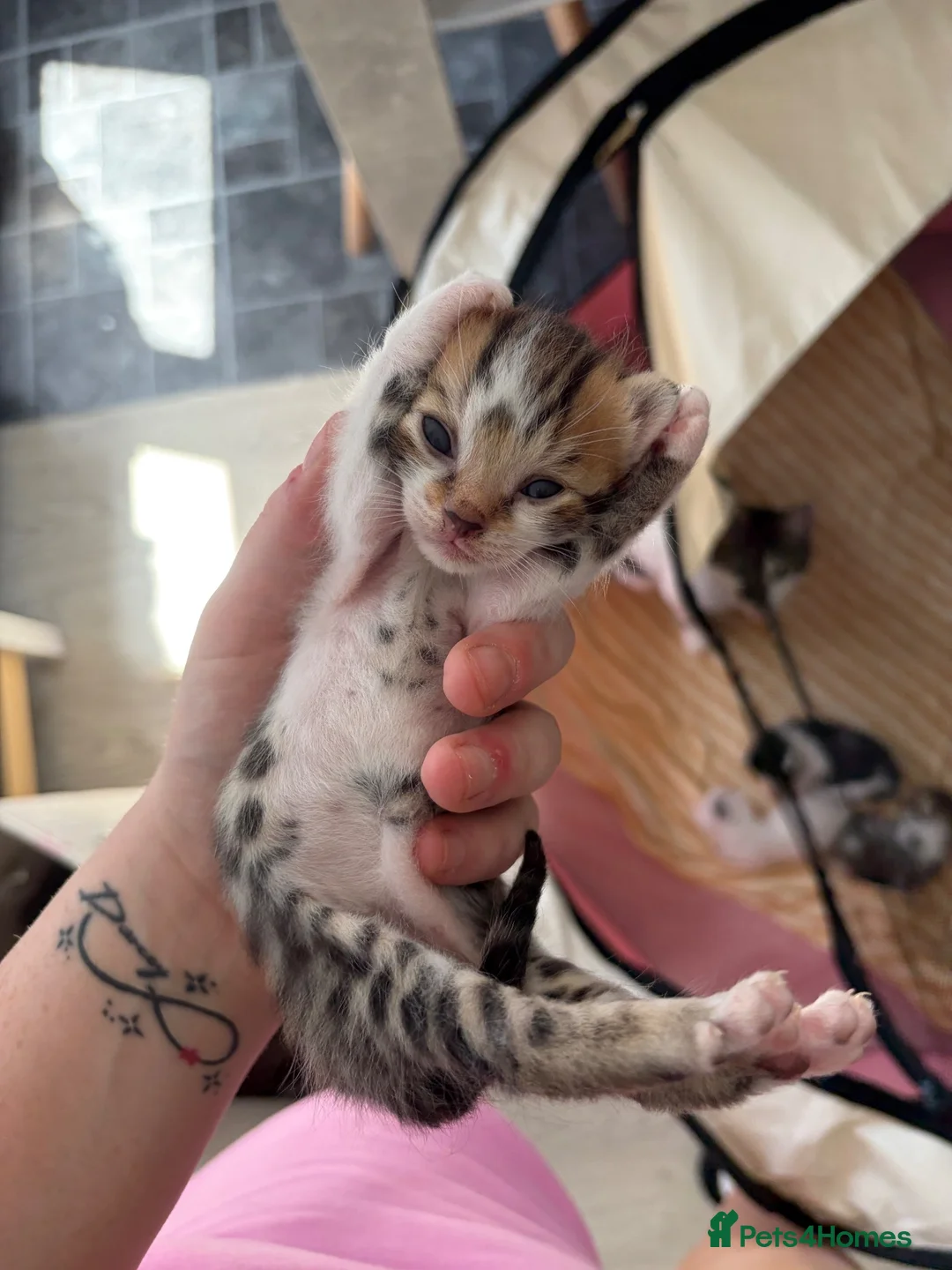 Bengal cats for sale: Beautiful Bengal mixed kitten🐆ready now!  - Advert 16