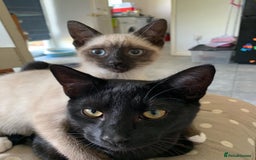 Mixed Breed cats for sale: Black house cat for sale  - Image 3