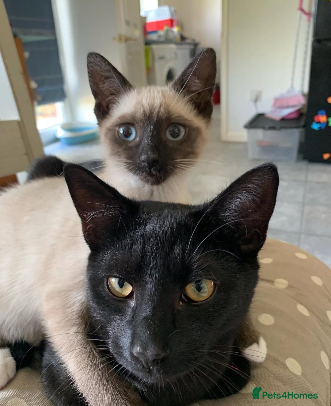 Mixed Breed cats for sale: Black house cat for sale  - Image 3
