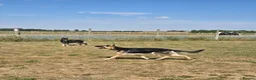German Shepherd dogs for stud: Straight back stunning B&T Stud - Advert 21
