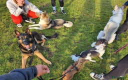 German Shepherd dogs for sale: Kara 6 Year Old GSD Looking For New Home - Image 4