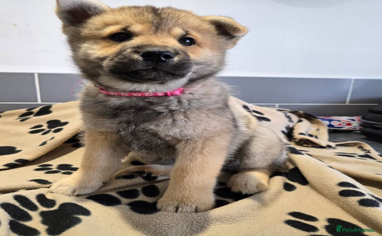 Mixed Breed dogs in High Wycombe - Advert 13