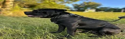 Cane Corso dogs for sale: Urgent Cane Corso  - Advert 1