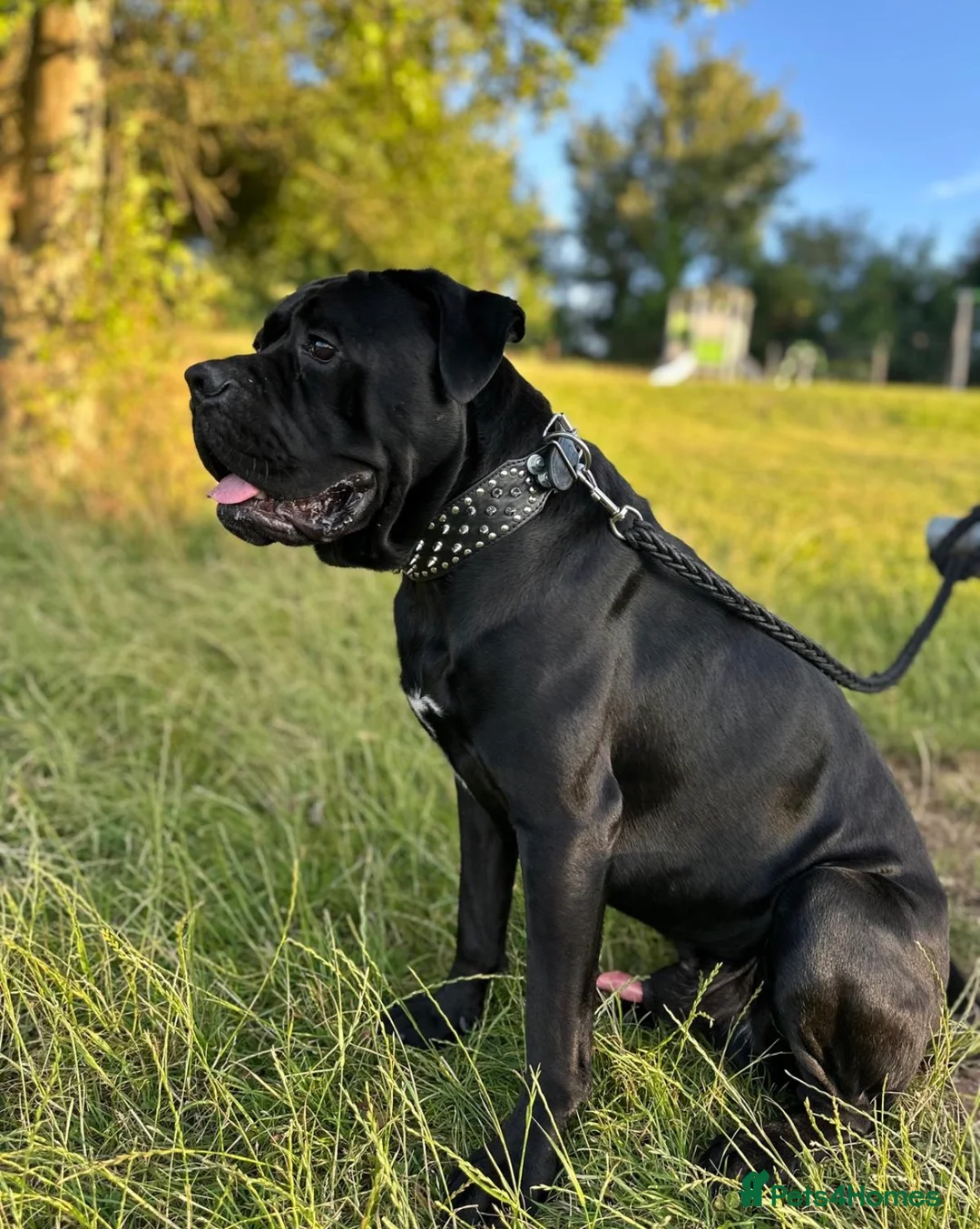 Cane Corso dogs for sale: Urgent Cane Corso  - Advert 1